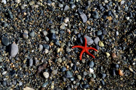 starfish in the pebbles photo