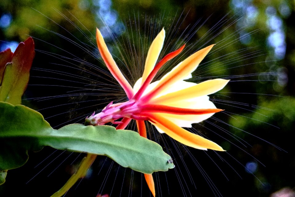 Flower plant photoshop