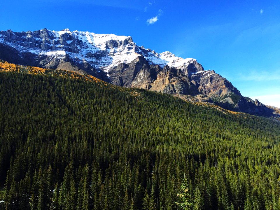 Canada, Moraine lake, Trees