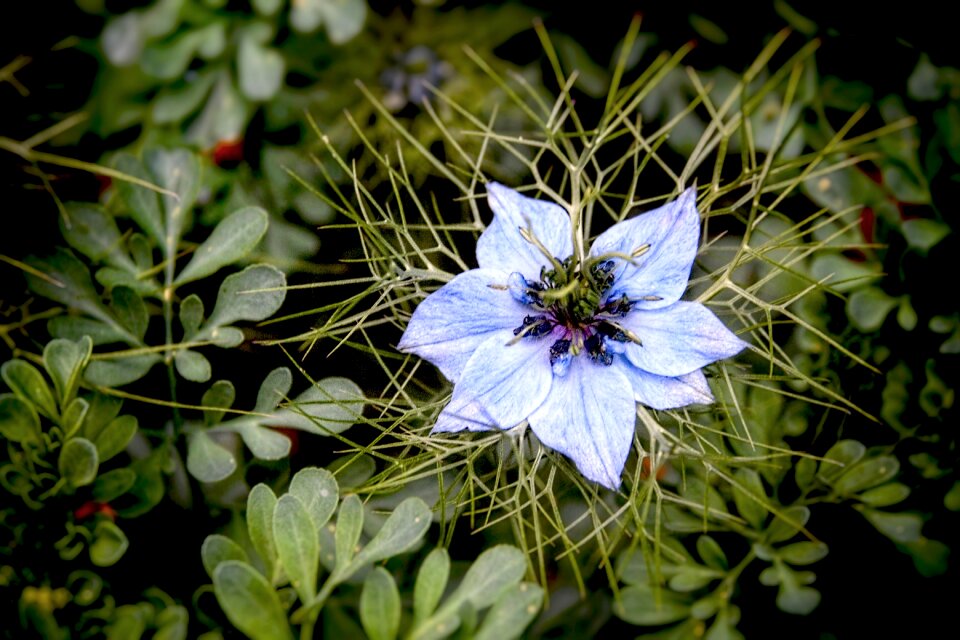 Floral botany spring