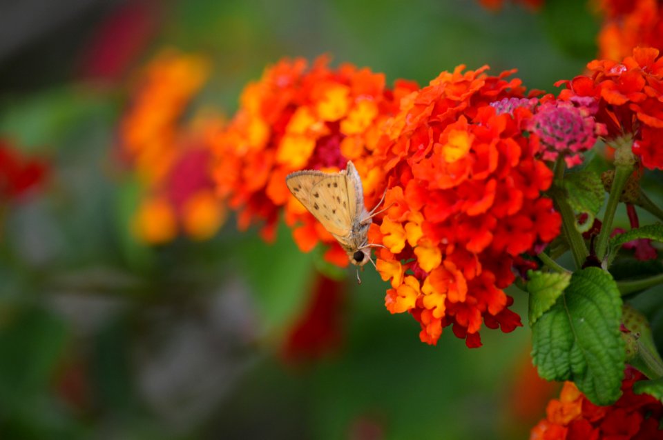 Photography, Nikon, Yellow
