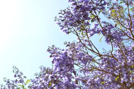 purple flowering tree low-angle photography at daytime photo