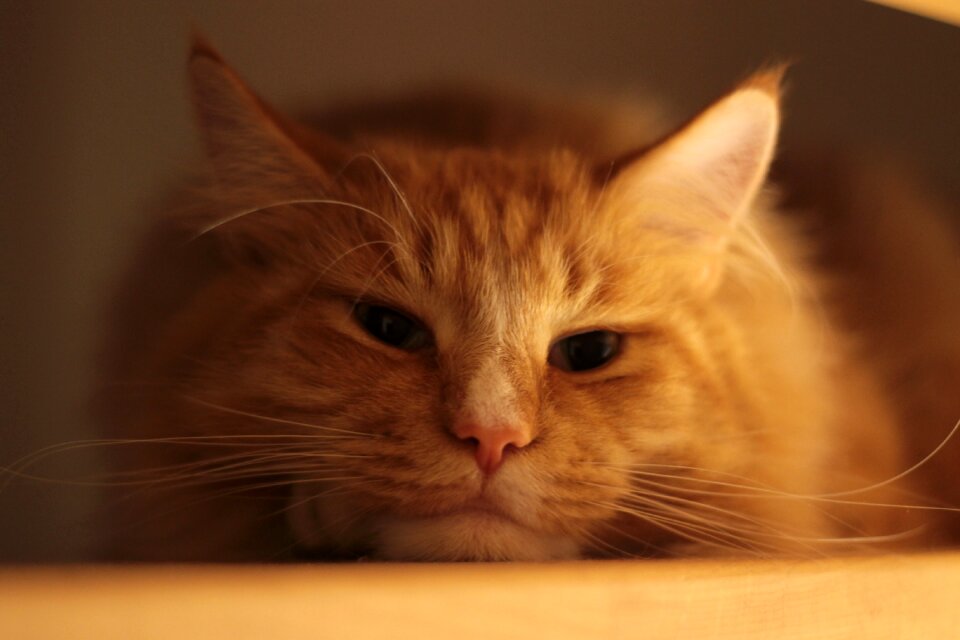 Cat mainecoon Free photos