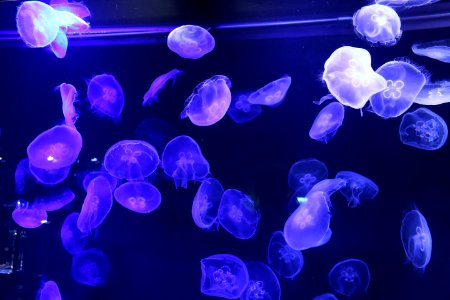 purple jellyfishes under the sea photo