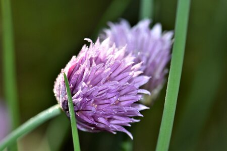 Nature purple plant