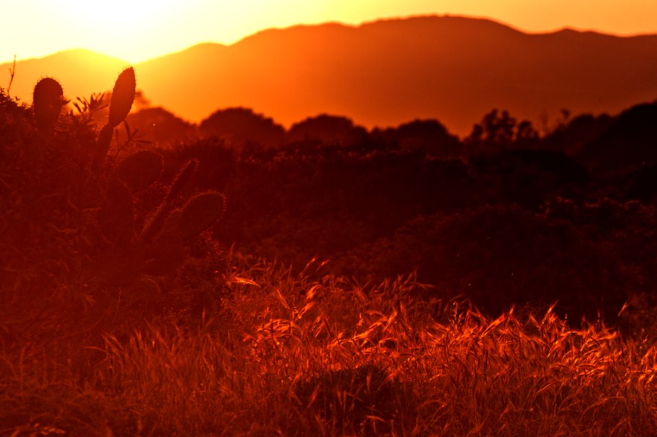 photo of plants within mountain range during golden hour