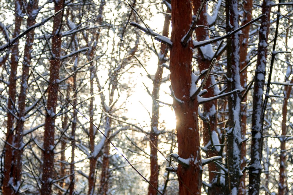Snow, Forest