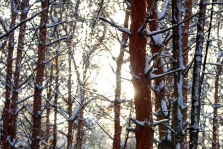 Snow, Forest
