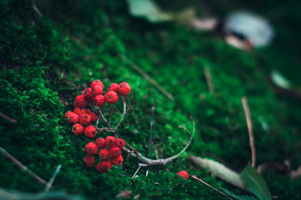 photo of red berries