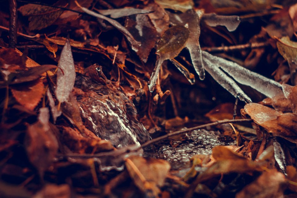 Stream, Leaves, Forest