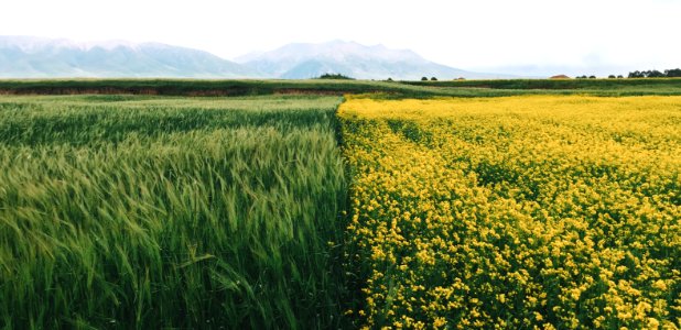 field of yellow petaled flowers