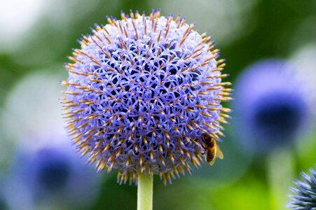 Thistle flower bee