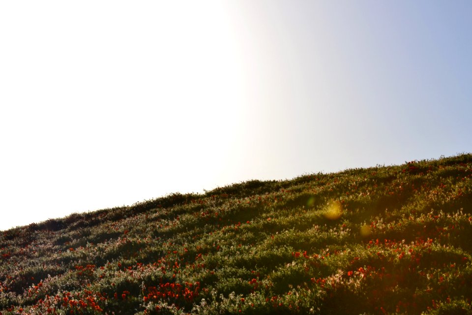 Antelope valley california poppy reserve state natural reserve, Lancaster, United states