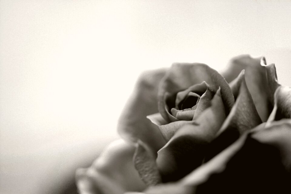 Black and white leaf flower