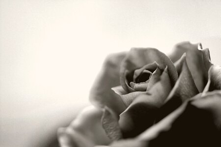 Black and white leaf flower