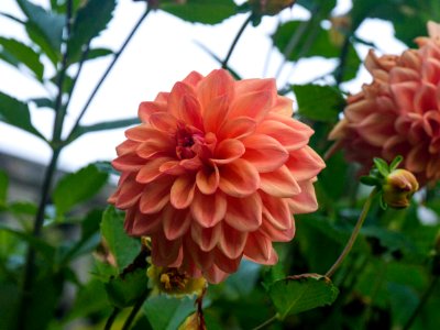 Orange, Fall, Nature