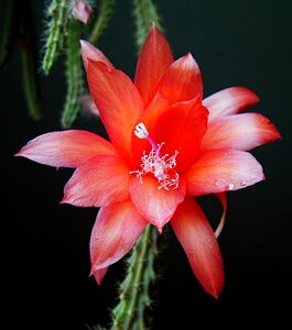 Cactus nature red photo