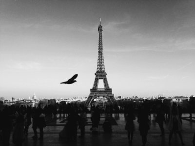 bird flying above people Walkin near Eiffel tower photo