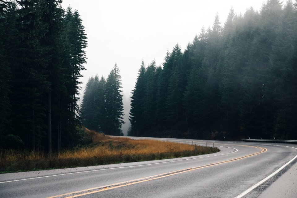 panoramic photography of winding road with inline trees