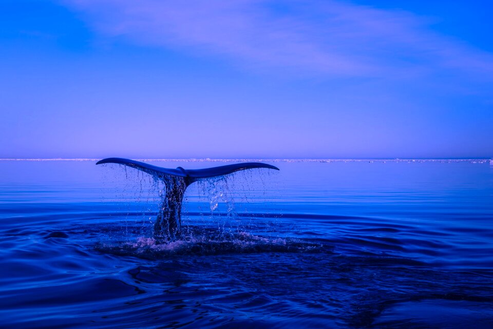 Humpback whale breaching tail photo