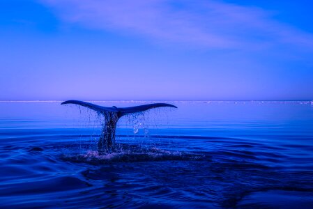 Humpback whale breaching tail