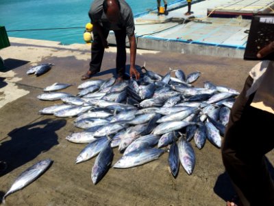Skipjacktuna, Dolphin, Everyday