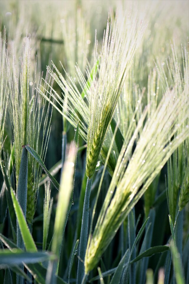 Halme grasses close up