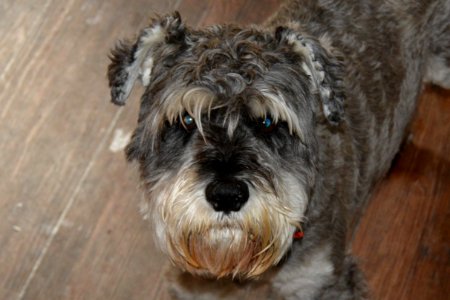 Pet, Animal, Schnauzer