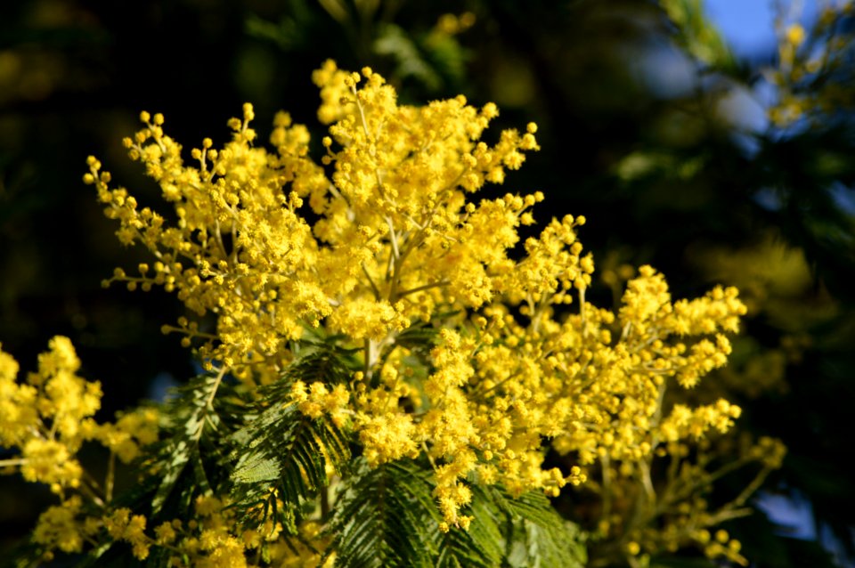 Finistere, France, Fragrant photo