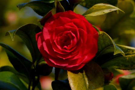 Camellia japonica, Camellia flower, Bloom photo