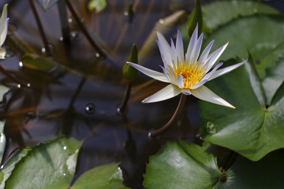 Greenhouse plant nature