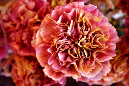 Petals, Pink, Carnation