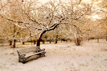 Bench, White, Cold season photo