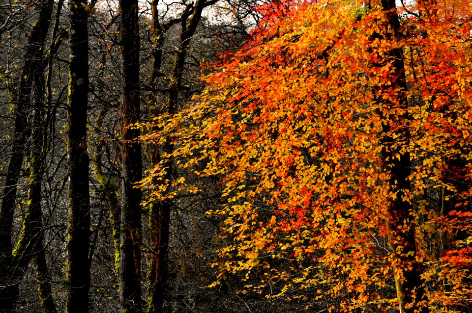 Branch, Leaf, Yellow leaves