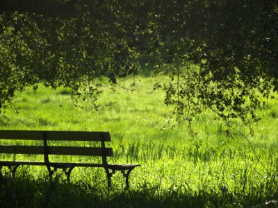 brown and black wooden bench beside green grass photo