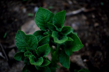Brown, Green, Earth