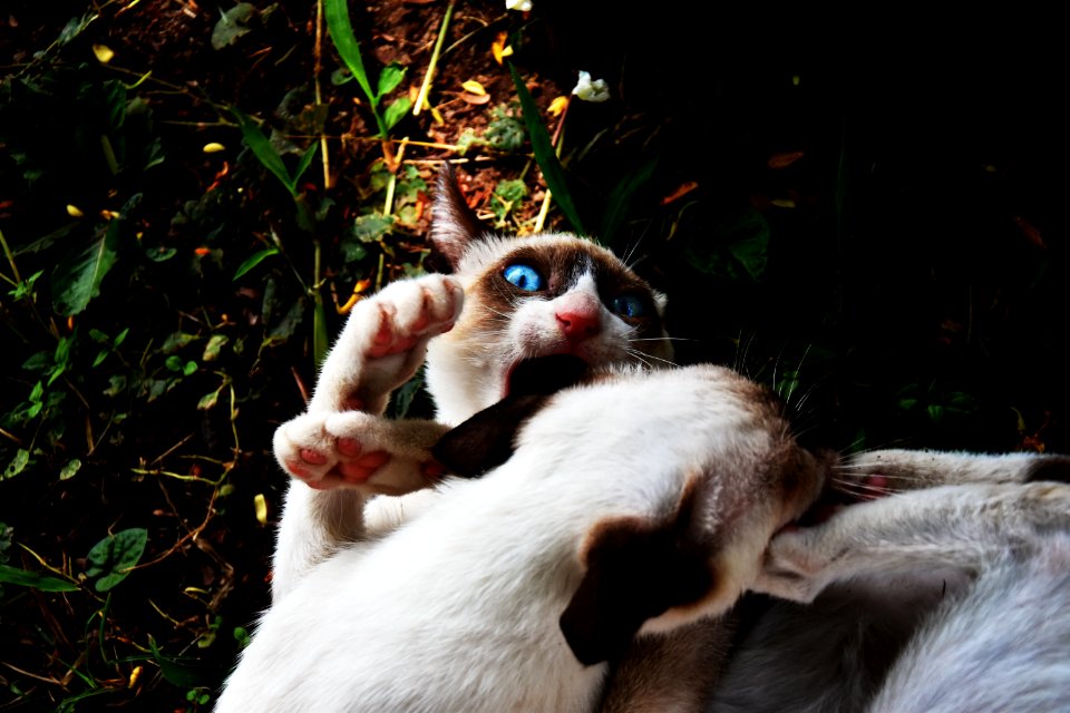 Figtht, Animal, Cats