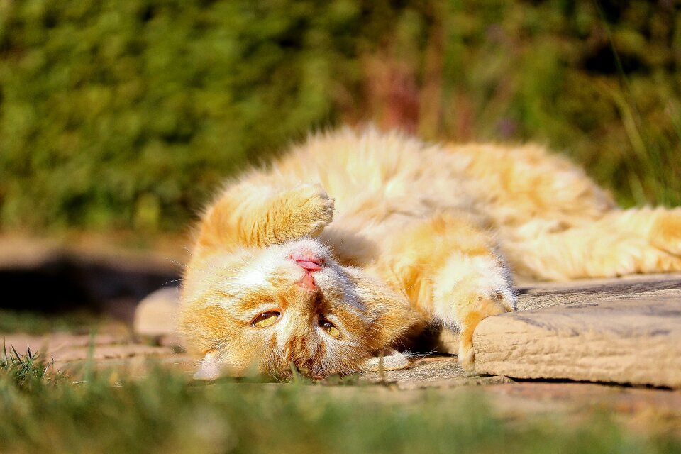 My favorite kitten lazy