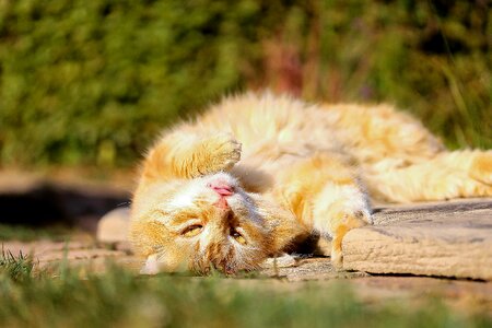 My favorite kitten lazy photo