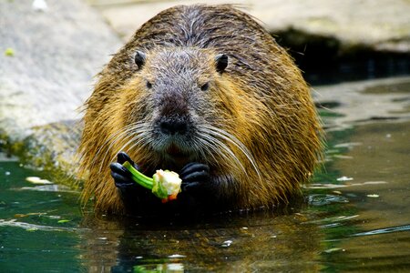 Nutria eats paprika