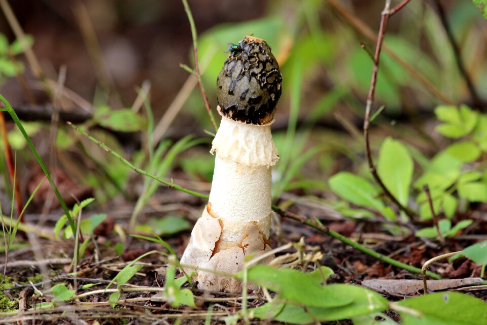 Summer nature beautiful mushroom