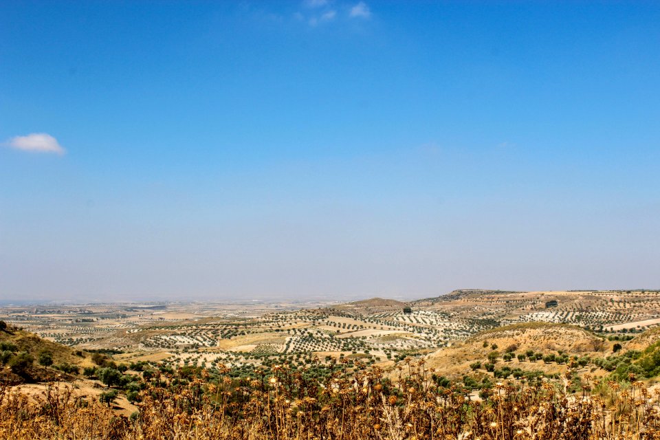Spain, Cortijo de san isidro, Grape