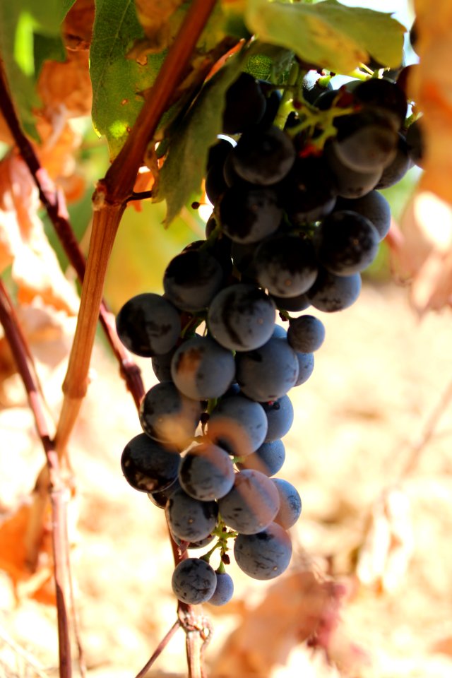 Cortijo de san isidro, Spain, Viniculture