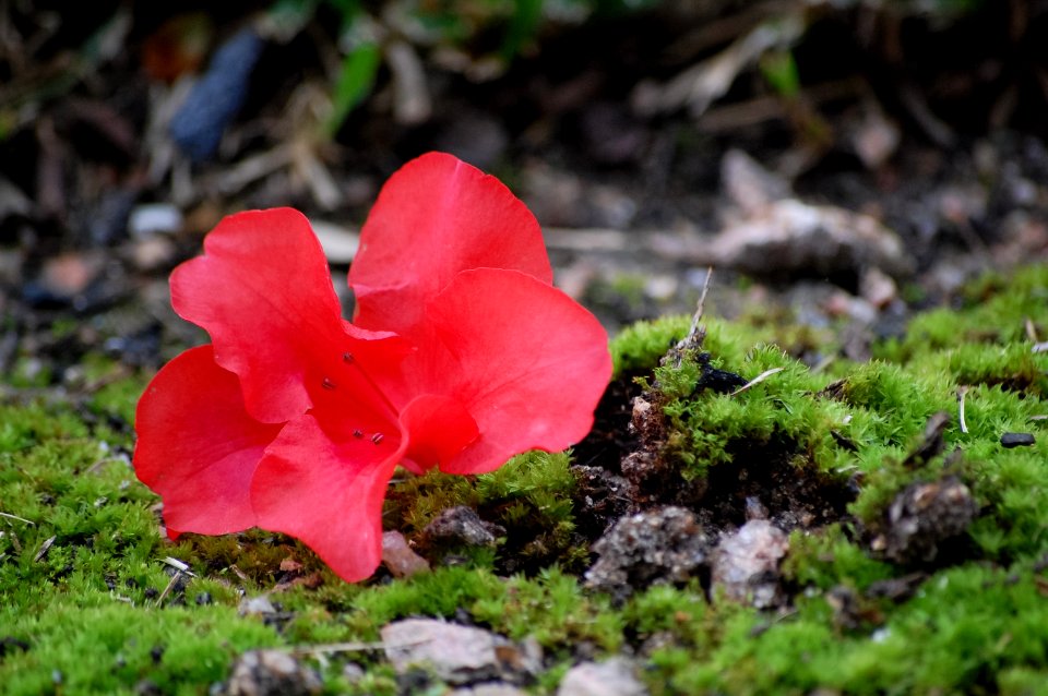 Contrast, Macro, Flower