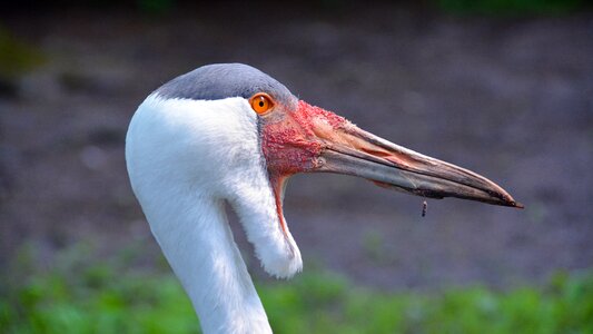Nature animal animal world