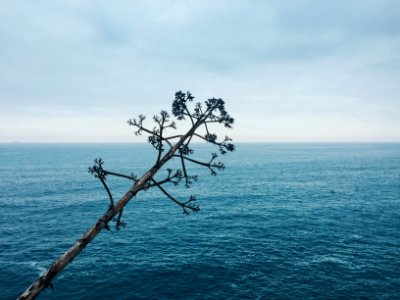 green leafed tree trunk across calm body of water under cloudy sky photo