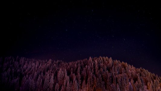 landscape photo of trees