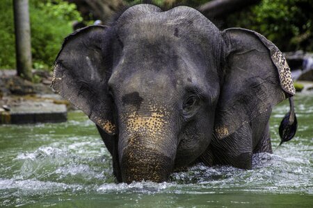 Phang-nga animals elephant photo