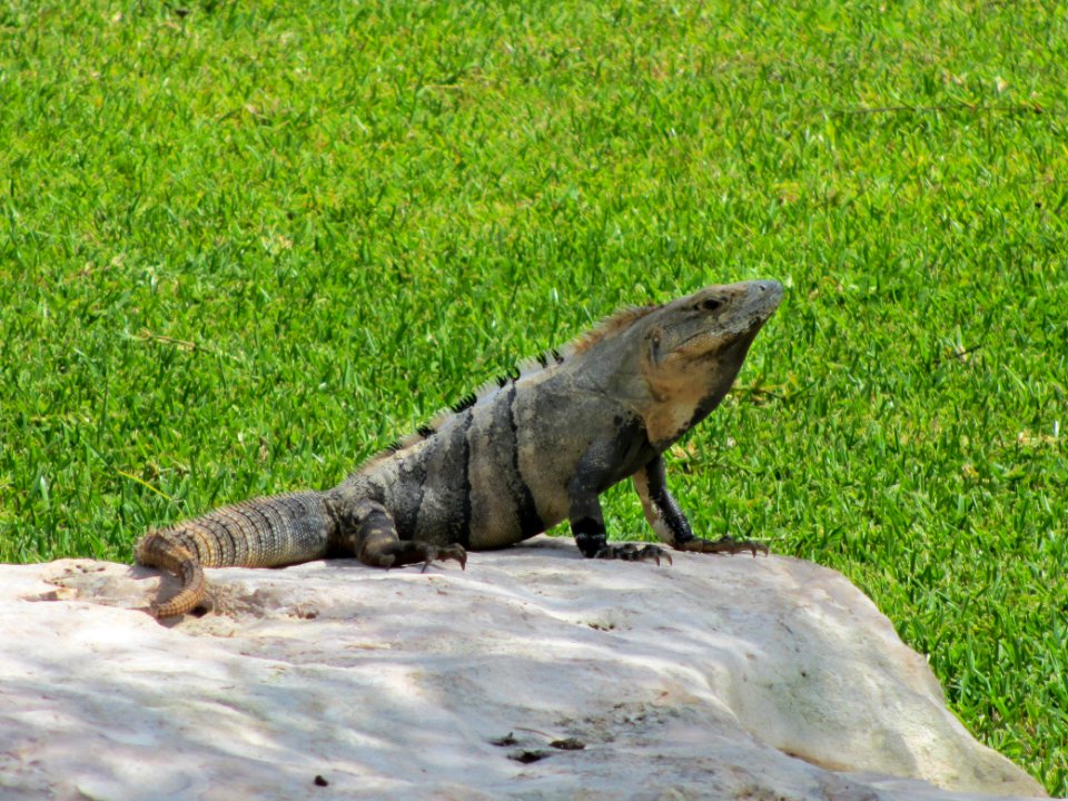 Mexico, Playa del carmen, Tropical