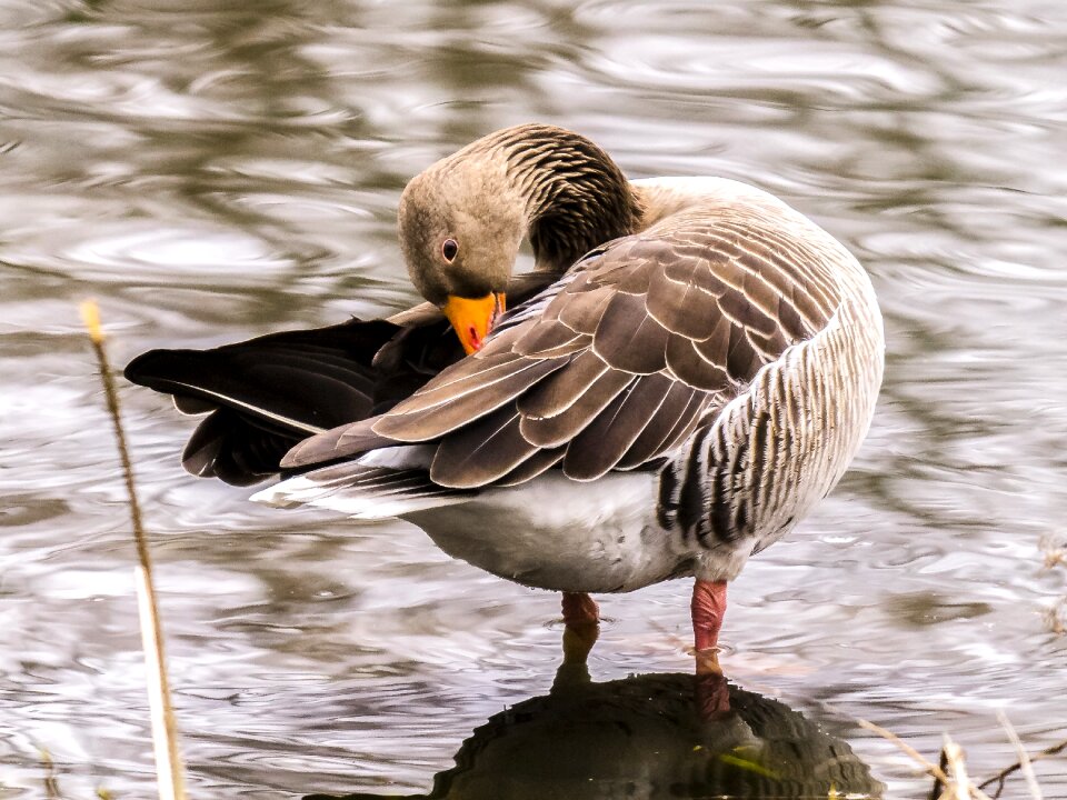 Bird water bird nature